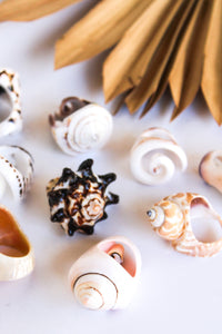 Bali Shell Rings | Shop Bali Queen