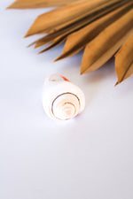 Pointed Conch Shell Ring